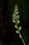 Seneca snakeroot